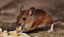 24 Hour & Emergency Exterminators in Andrews Bridge, PA
